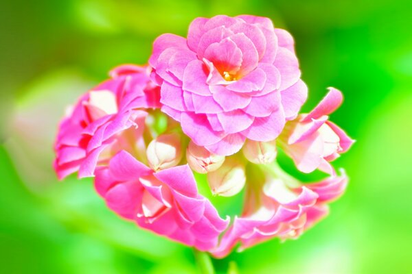 Pink kalanchoe on a green background