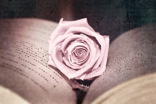 Photo magnifiquement conçue: rose se trouve sur les pages des livres