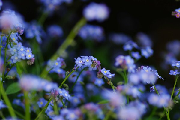 Nontiscordardime fiori di campo blu