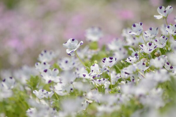 Delikatne biało-fioletowe kwiaty, Natura