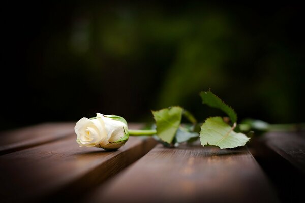 Eine weiße Rose liegt auf Holzbrettern