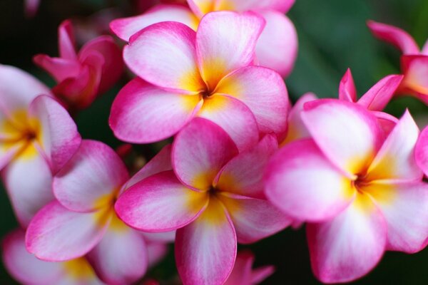 Flores de Plumeria blanco-rosa