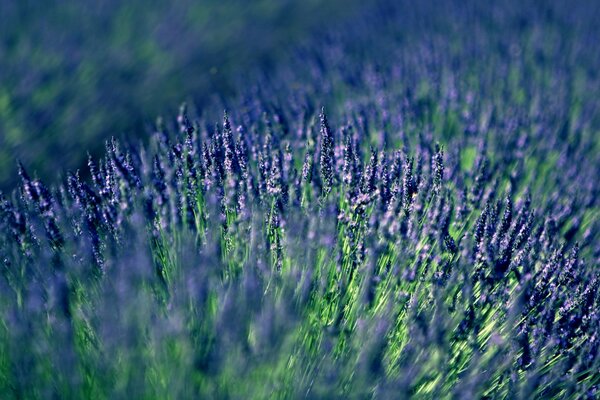 Photo field of lilac lavender micro