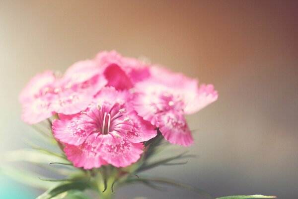 Die Blume. Desktop-Hintergrund. Unschärfe