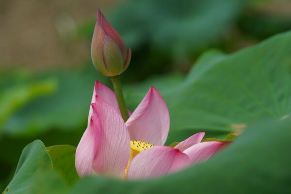 Macro shooting of a water lily