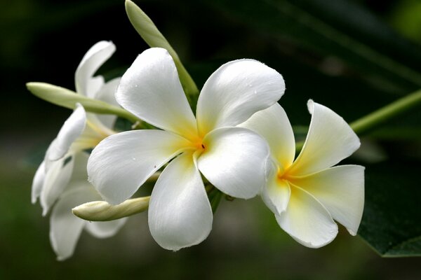 Flowers of white-yellow plumeria