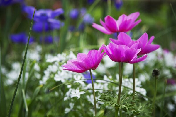 Fleurs avec des pétales roses sur fond de fleurs blanches et bleues