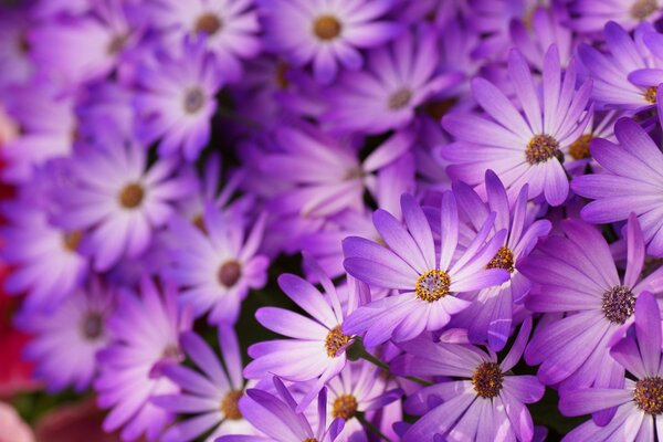 Macro disparo de margaritas Lilas