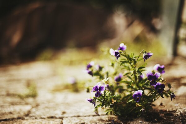 Blumen auf der Straße. Romantik