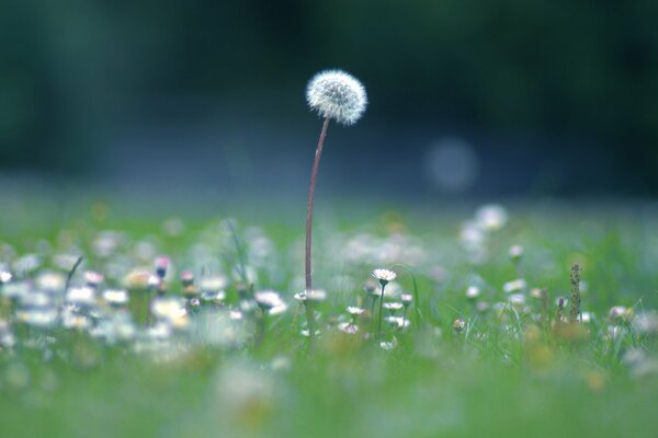 Dandelion is ready to go flying