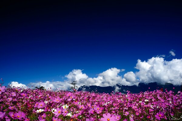 A field of pink cosmea flowers under the clouds