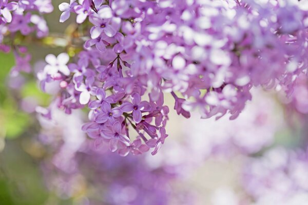 Branches de lilas floues luxuriantes