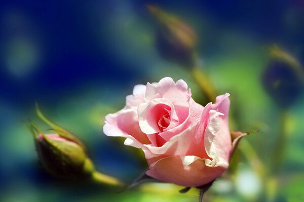 Delicada hermosa rosa, macro tiro