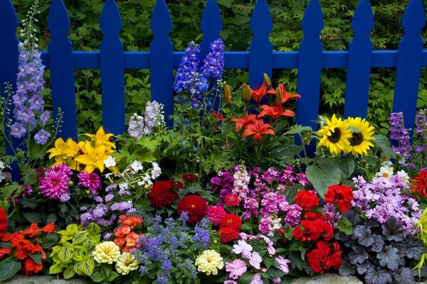 Polysadnik with flowers dahlias and sunflowers