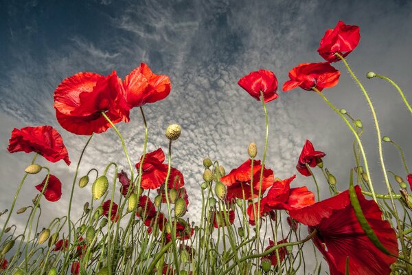 Amapolas en el fondo de un cielo nublado