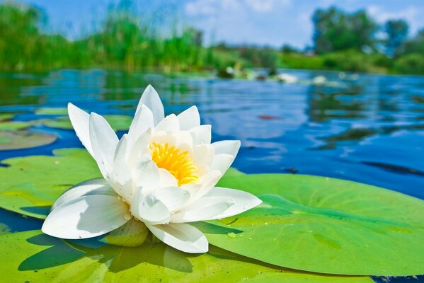 Water lily flower among the water