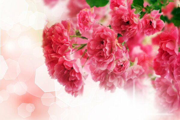 A branch of pink flowers on a background of pink highlights