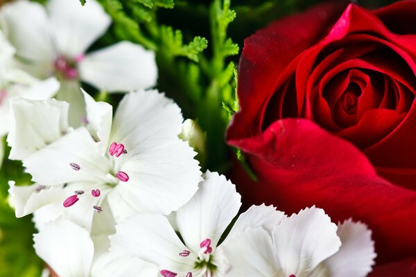 Bouquet de roses avec des fleurs blanches