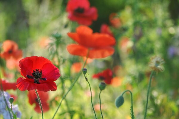 Red poppies in macro mode