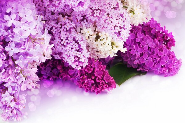 Photo de lilas en fleurs dans les bourgeons