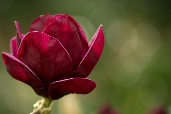 Blooming magnolia with pink color