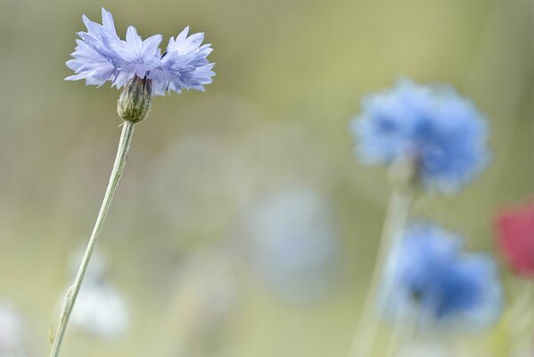 On a blurry background, blue cornflowers are clearly pronounced