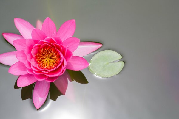 Pink lotus on the smooth surface of the pond