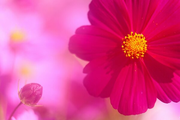 Knospe und Blume des Kosmeus auf rosa Hintergrund