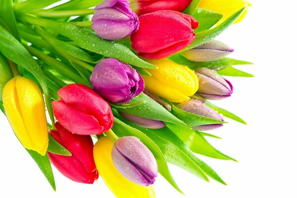 Multicolored bouquet of tulips with dew drops