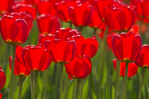 Tulipany Holenderskie w środowisku naturalnym