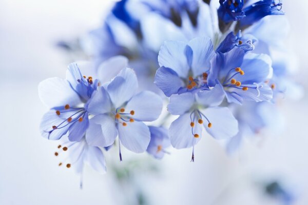 Fleurs bleues sur fond flou