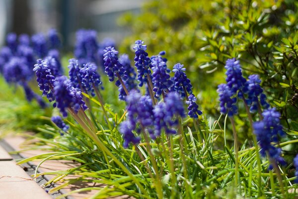 Fleurs bleu-violet sur fond d herbe verte