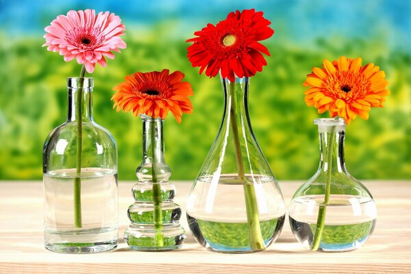 Bright chrysanthemums in vases of different shapes