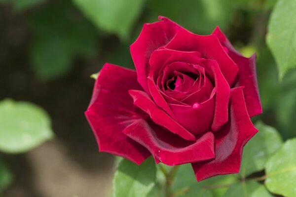 Rosa roja con pétalos de terciopelo