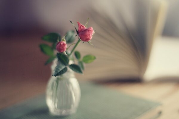 Gros plan de fleurs dans un vase