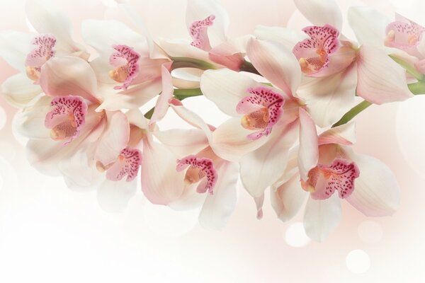 Fragile pastel orchids