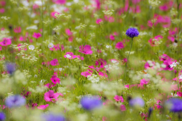 Champ de fleurs roses et lilas