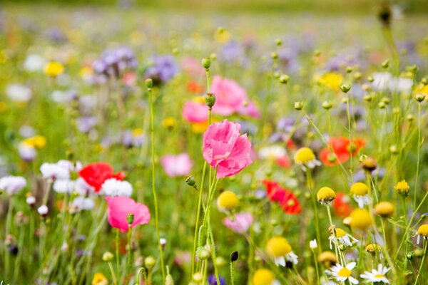 Bescheidene blühende Wildblumen