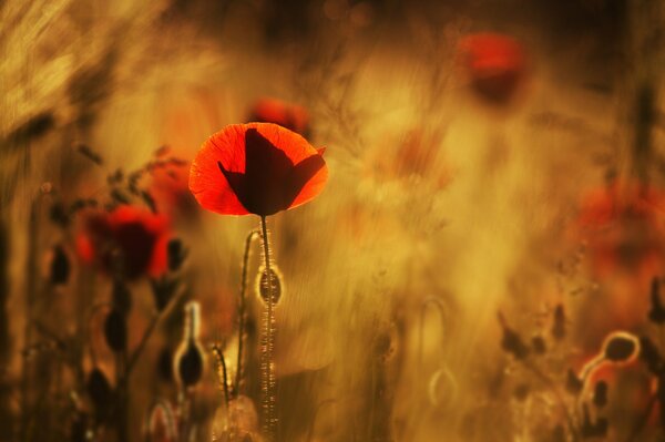 Beautiful poppies in a blurry photo