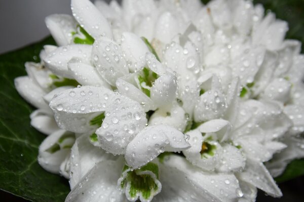 White spring snowdrops with dew drops