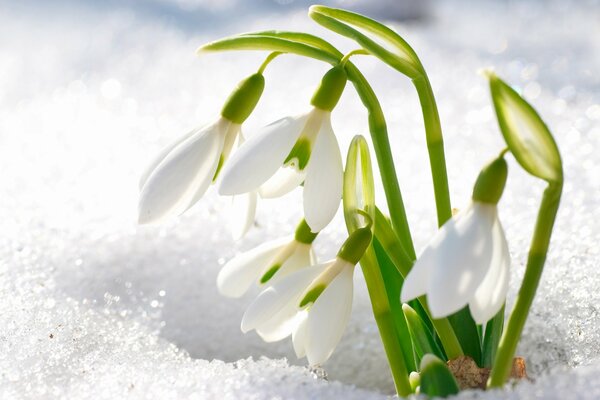 Die Blütenblätter des Schneeglöckchens, die durch den nicht geschmolzenen Schnee gestanzt sind