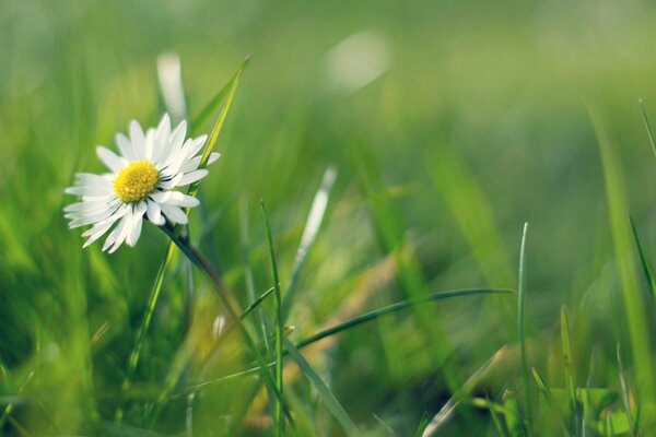 Makrofoto von Kamille in einem Feld mit Gras und Kräutern