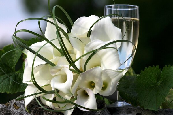 Calla blanc feuilles et verre avec boisson