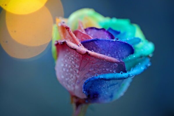 Pétalos de rosa multicolores en gotas de rocío