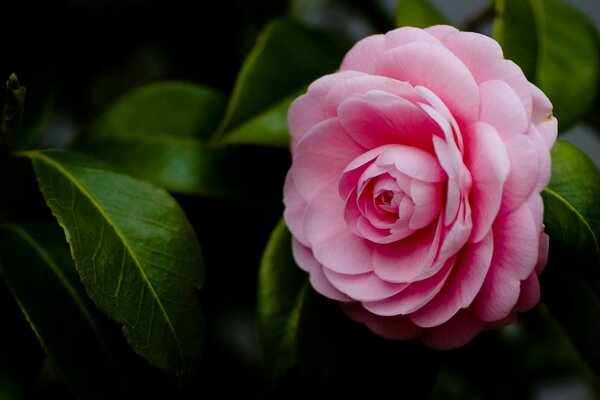 Pink camellia on a green background