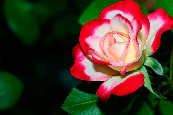 A red and white rose bud in green