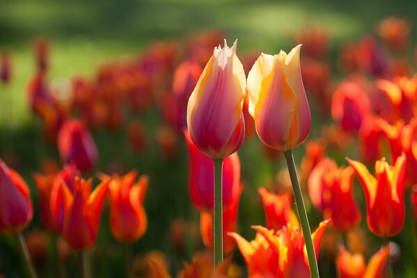 Los tulipanes holandeses crecen en los campos