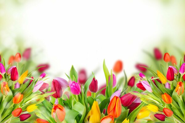 Multicolored tulips with green leaves