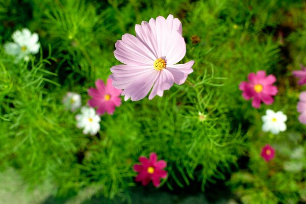 A large soft pink flower on a green background