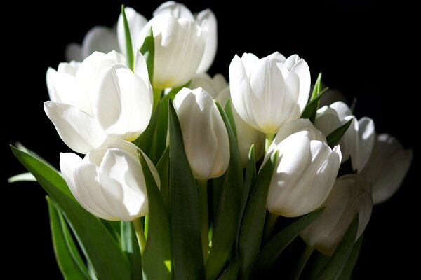 Mazzo di tulipani bianchi su sfondo scuro